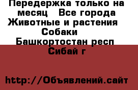 Передержка только на месяц - Все города Животные и растения » Собаки   . Башкортостан респ.,Сибай г.